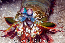 A cute little Mantis Shrimp that poked its head out from ... by David Chillari 